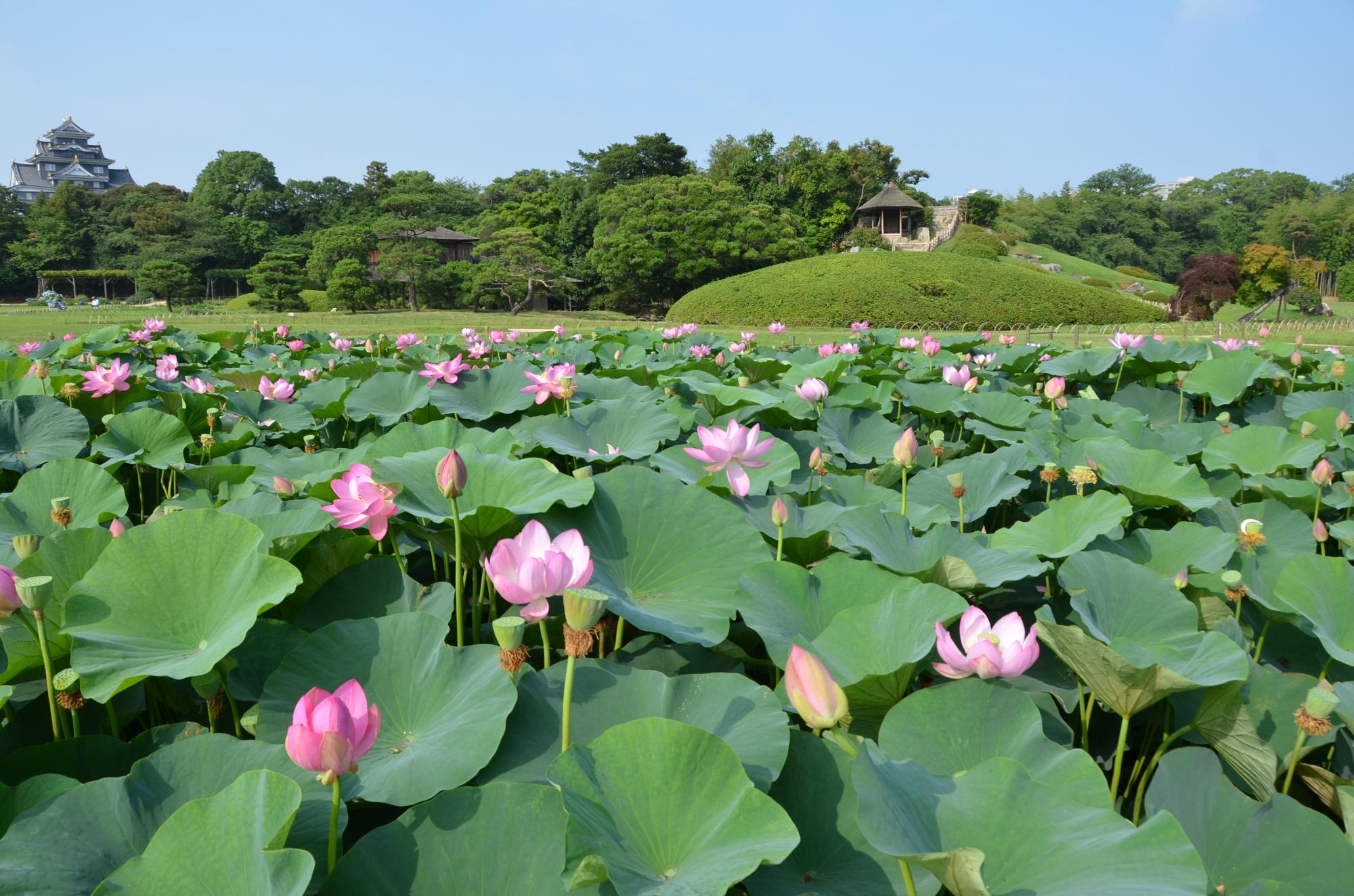 旅行豆知識、旅行雑学、日本三大庭園・後楽園