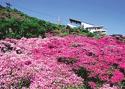 雲仙温泉　ミヤマキリシマ